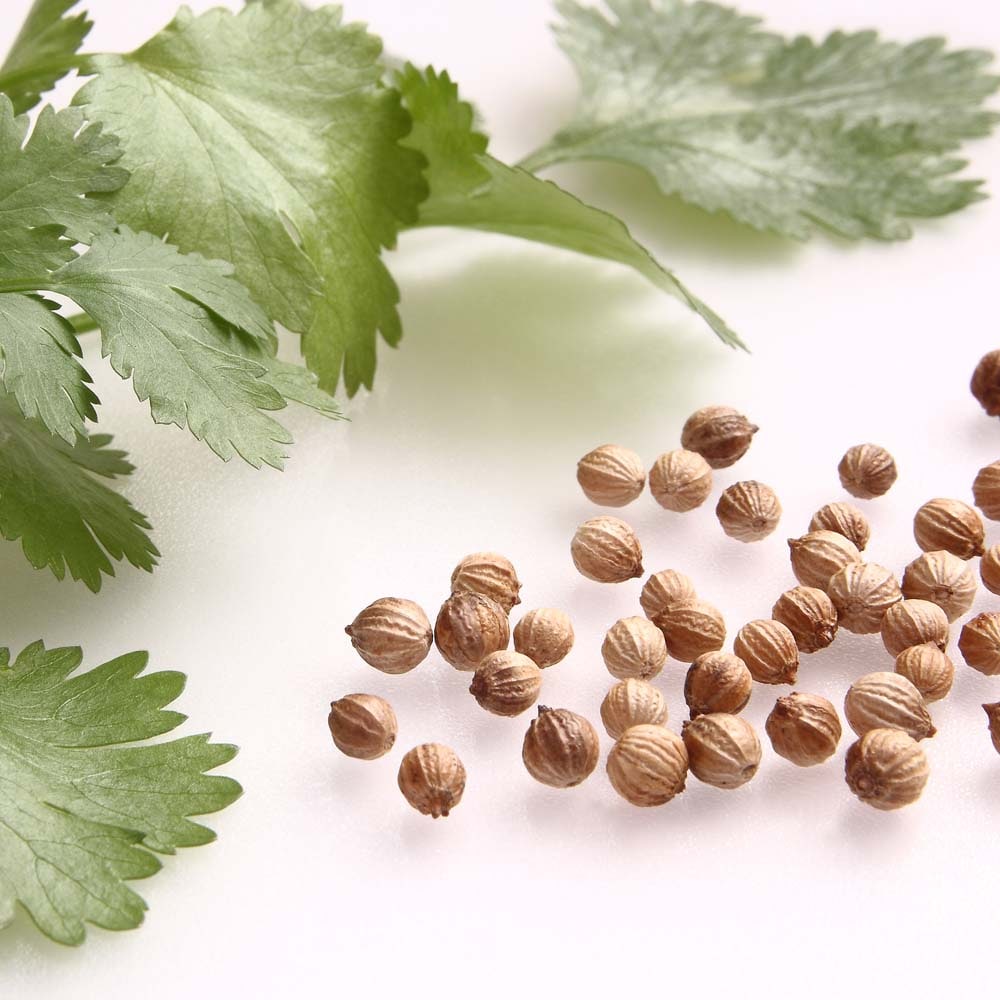 【芫荽精油】Coriandrum sativum (Coriander)