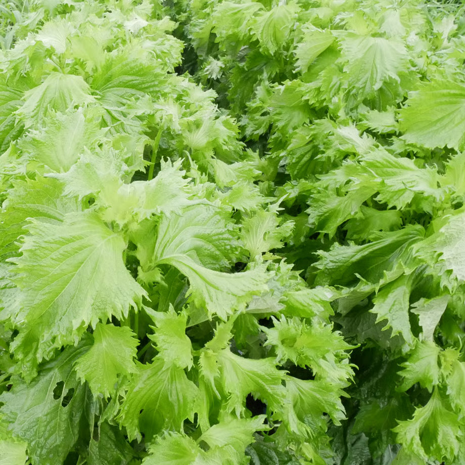 和精油【紫蘇】| 日本一十八日 Shiso