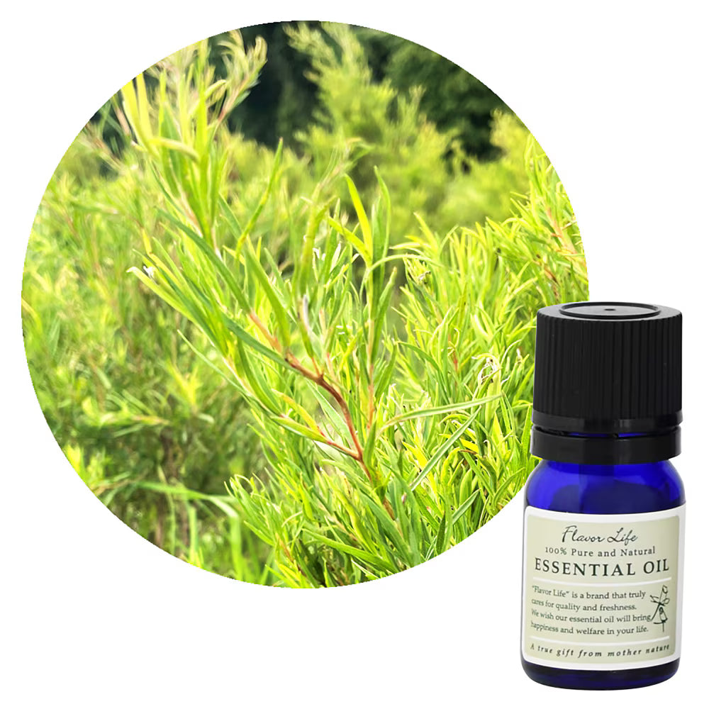 【沼澤茶樹精油】Rosalina (Melaleuca ericifolia)