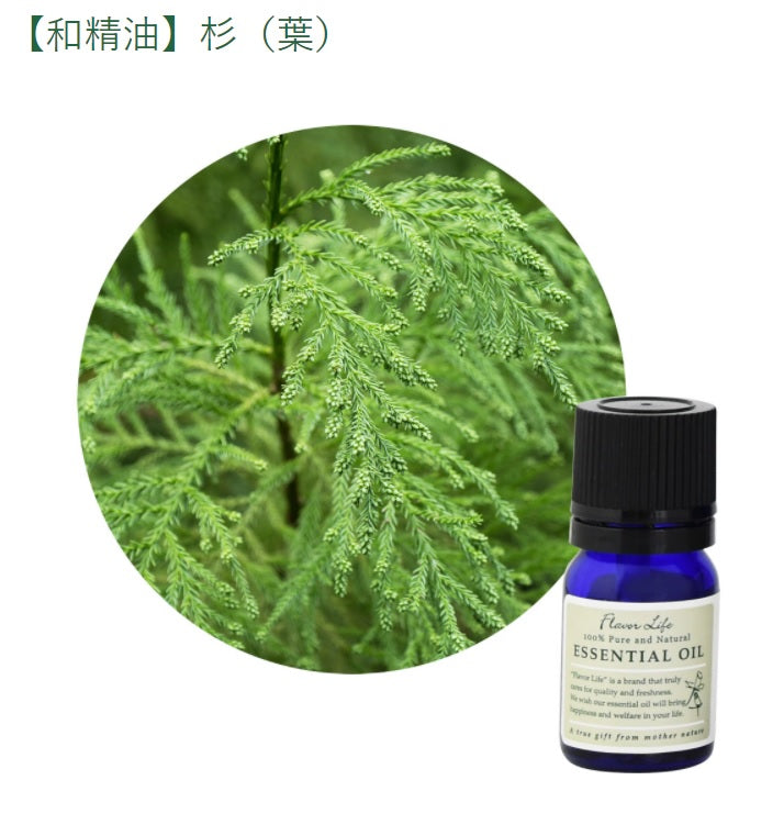 和精油【日本杉葉】Cryptomeria japonica (Sugi)