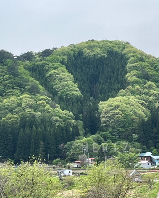 走進南會津的森林：黑文字精油的香氣之旅