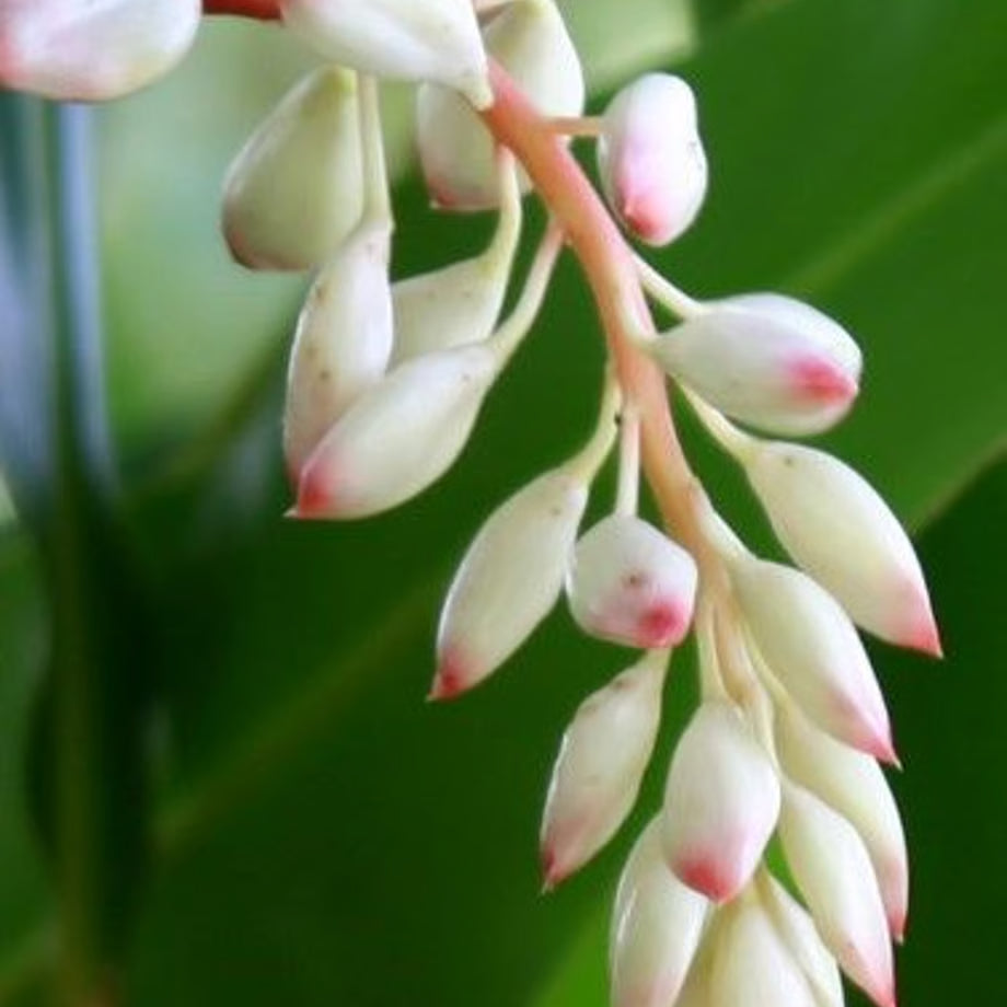 和精油【日本月桃精油】| 來自沖繩 Getto 日本一十八日