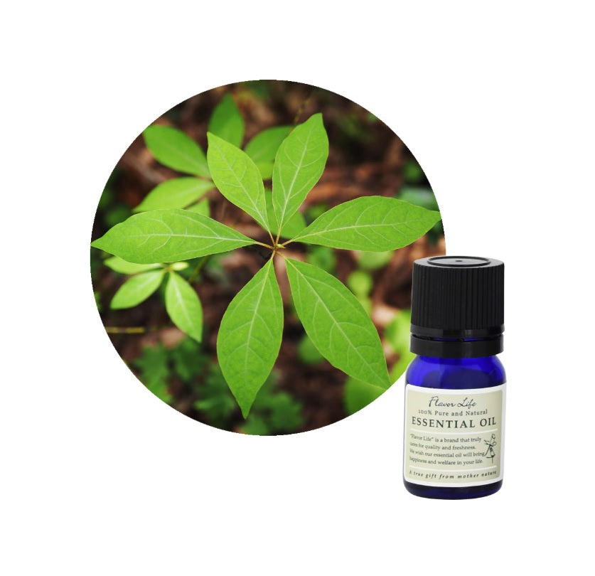 和精油【黑文字】Lindera umbellata (Kuromoji)