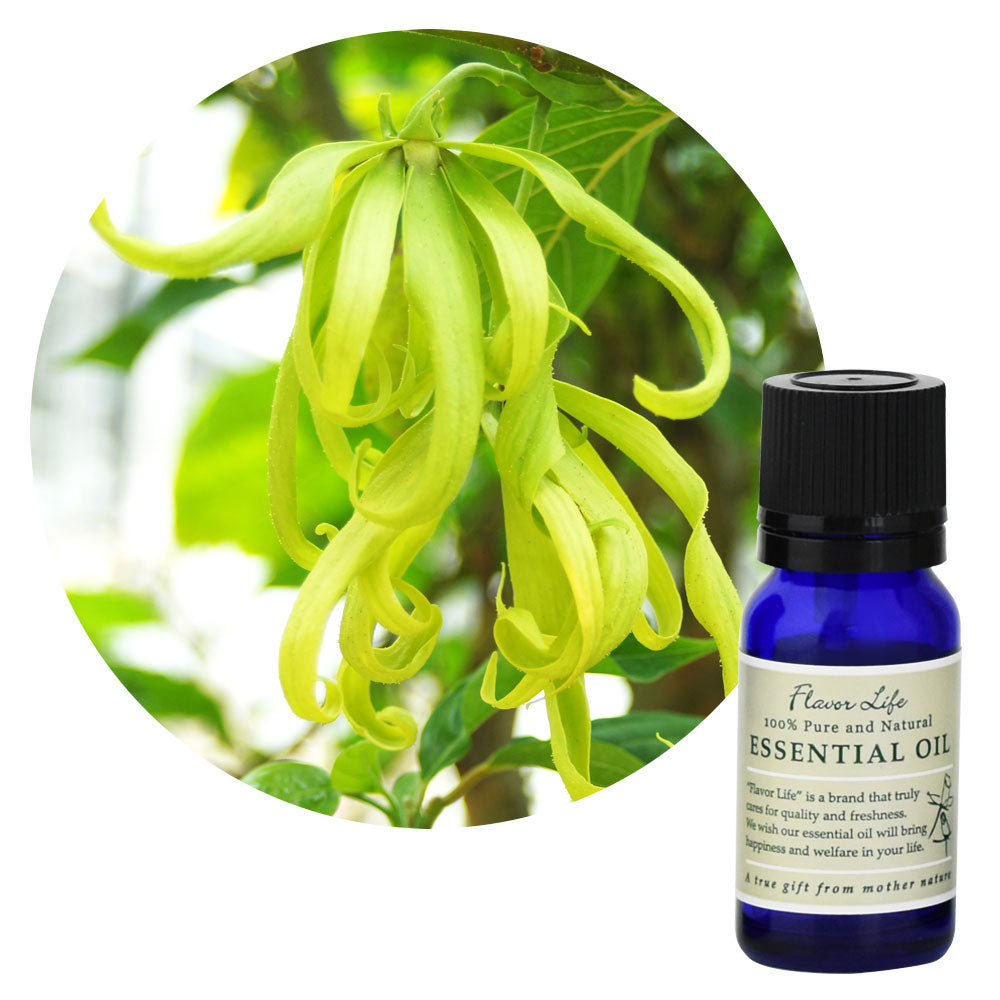 【伊蘭伊蘭精油】Cananga odorata (Ylang Ylang)